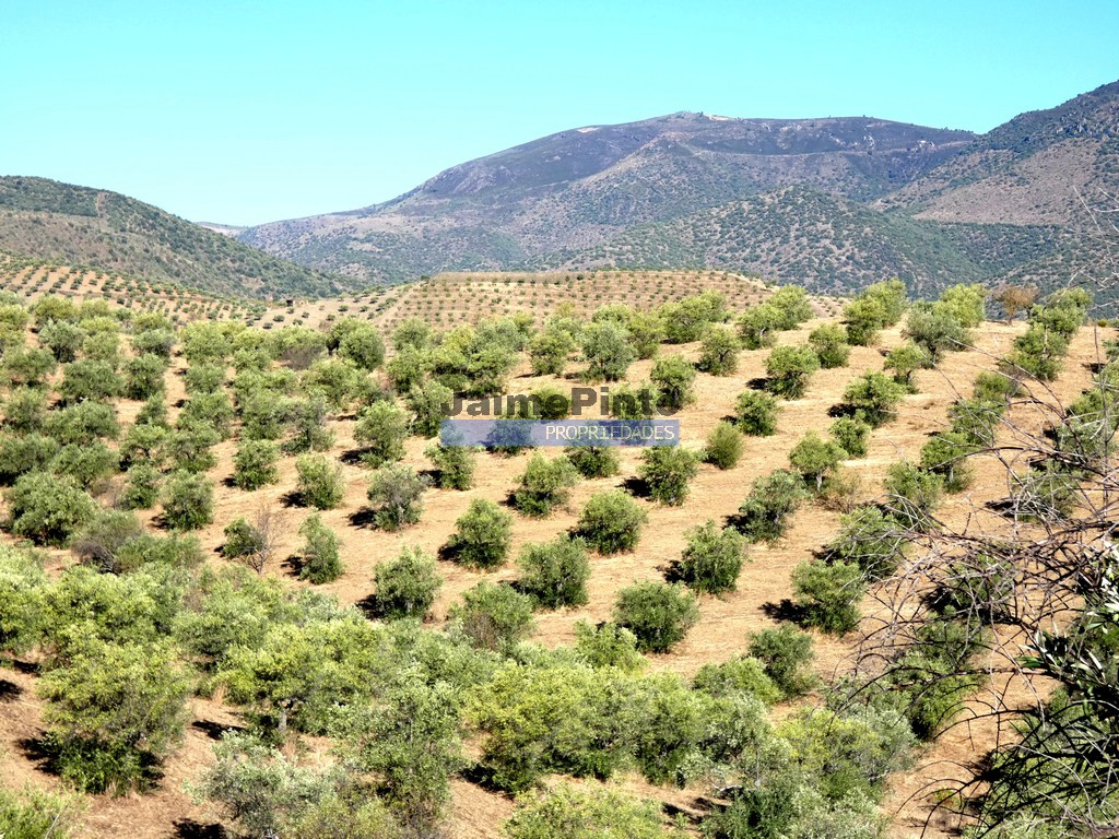 Quinta