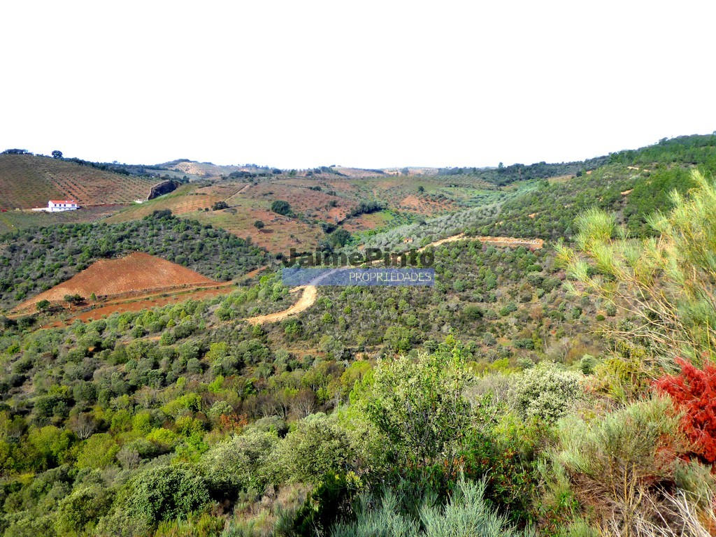 ST - ALFANDEGA DA FE