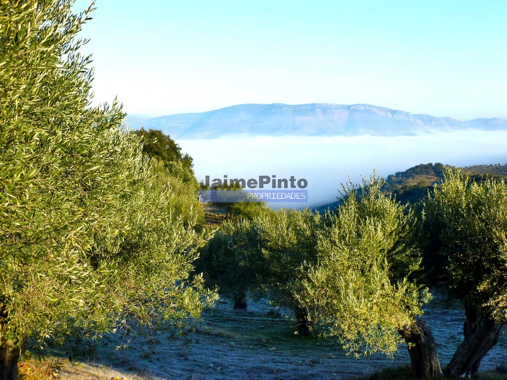 ST - FIGUEIRA DE CASTELO RODRIGO