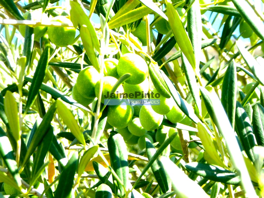 ST - FIGUEIRA DE CASTELO RODRIGO