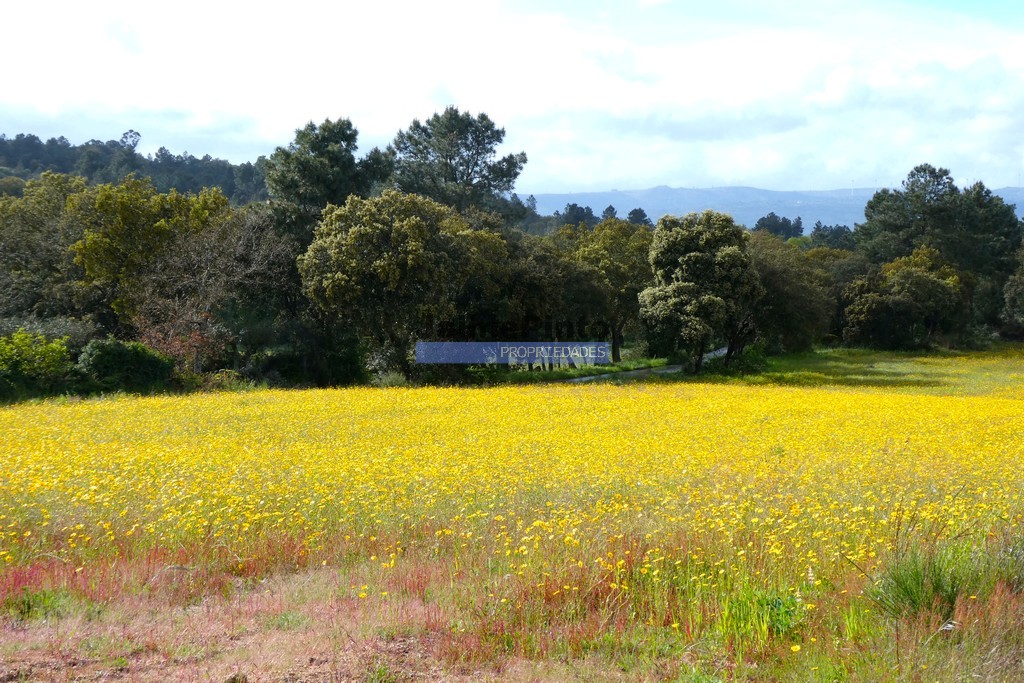 T3 - CELORICO DA BEIRA