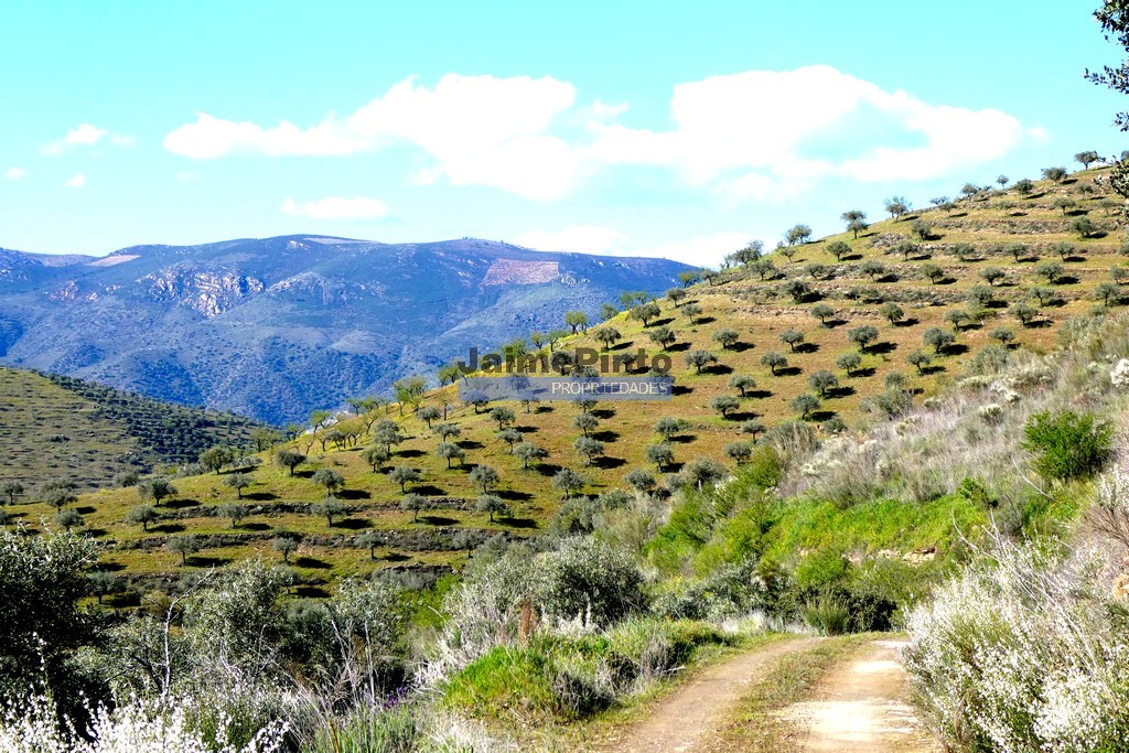 ST - FIGUEIRA DE CASTELO RODRIGO