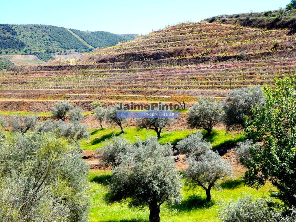 Quinta - ST - VILA NOVA DE FOZ COA