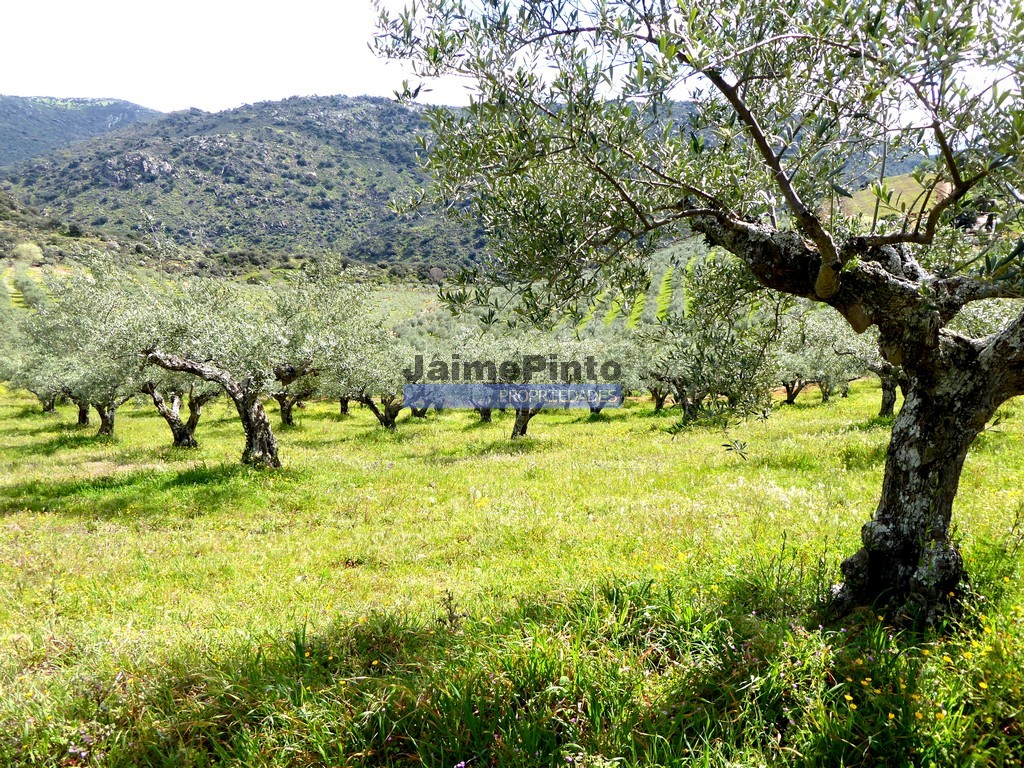 ST - VILA NOVA DE FOZ COA