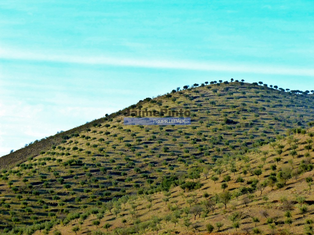 Terreno agricola