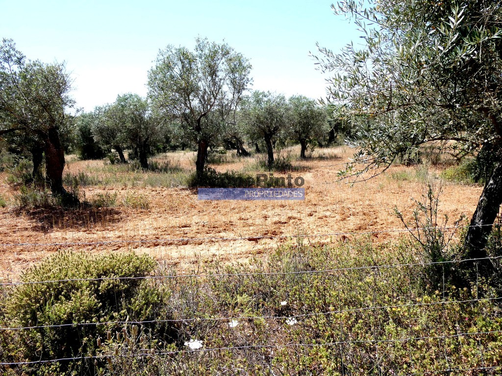 Quinta
